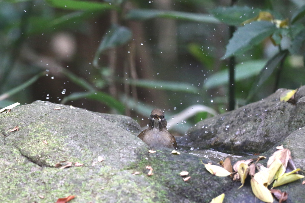 161116-13シロハラ