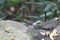 161116-13シロハラ