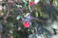 170131-7ツバキの蜜を吸うヒヨドリ