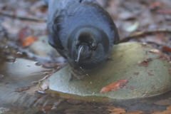 170225-1水を飲むカラス