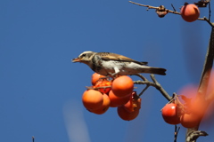161211-8ツグミの食事（３／４）