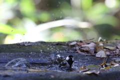 161203-14シジュウカラの水浴び