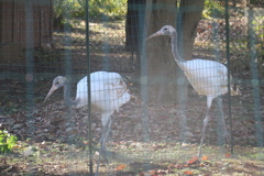 161202-7本園の大放飼場に移ったタンチョウの幼鳥