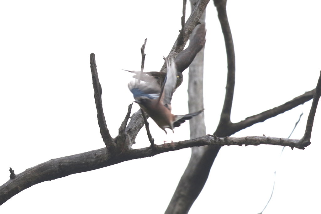 161121-6格闘か？・ツミとカケスのバトル（６／７）