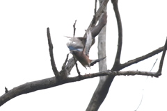 161121-6格闘か？・ツミとカケスのバトル（６／７）