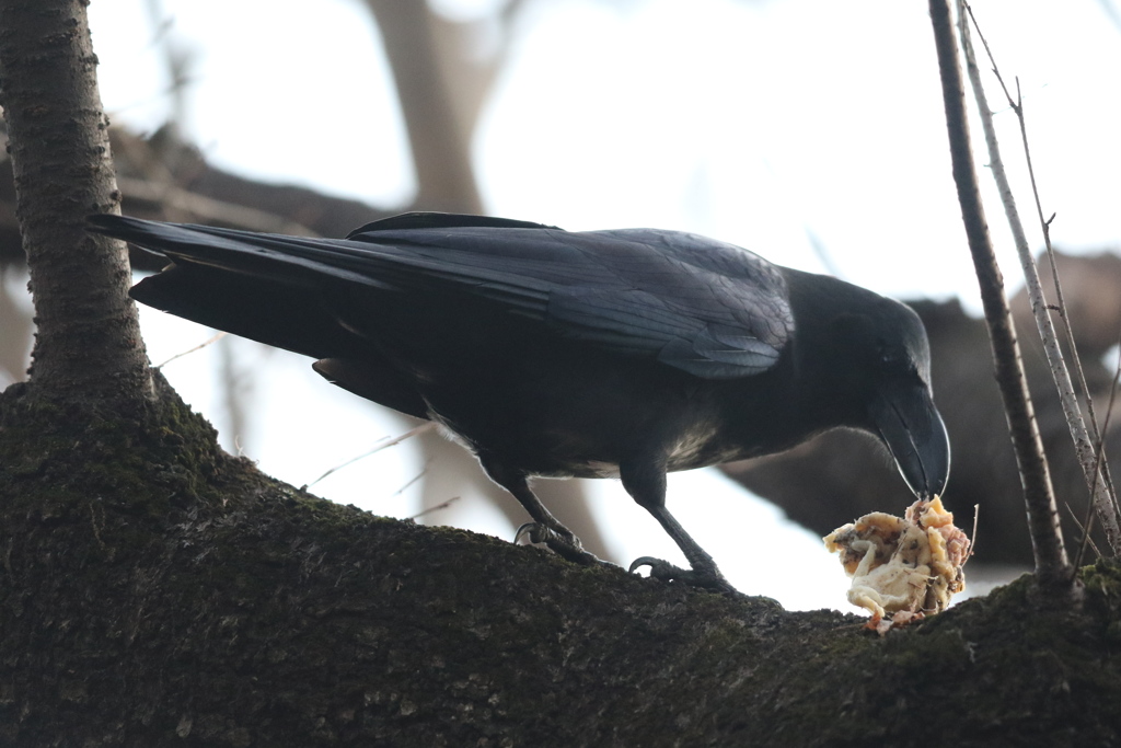 170103-1何を食べてんの？・カラス