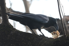 170103-1何を食べてんの？・カラス