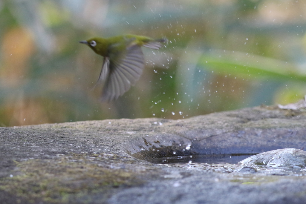 170104-18メジロの水浴び