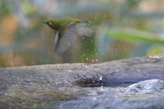 170104-18メジロの水浴び