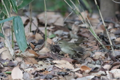 170106-1ウグイス（１／２）