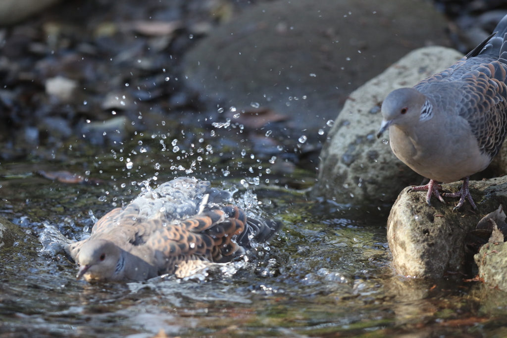 170117-3キジバトの水浴び
