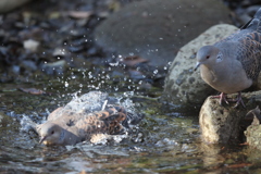 170117-3キジバトの水浴び