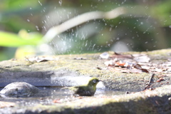 161218-17メジロの水浴び