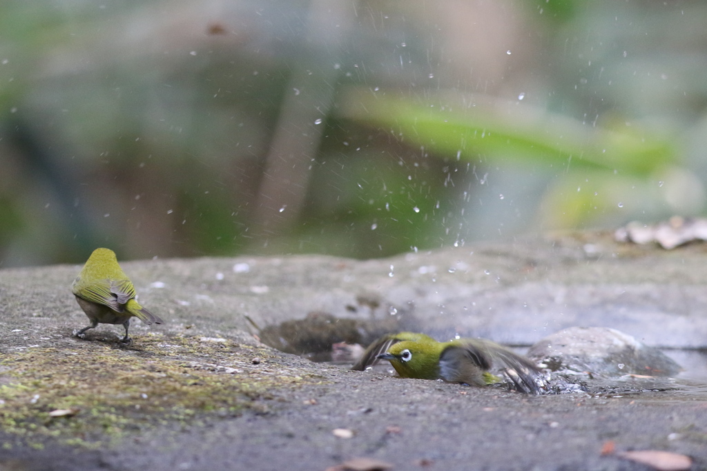 161213-2メジロの水浴び