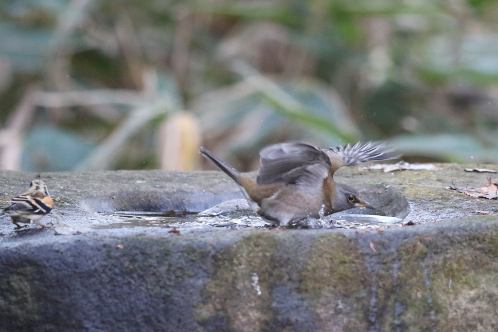 161218-6シロハラとアトリ
