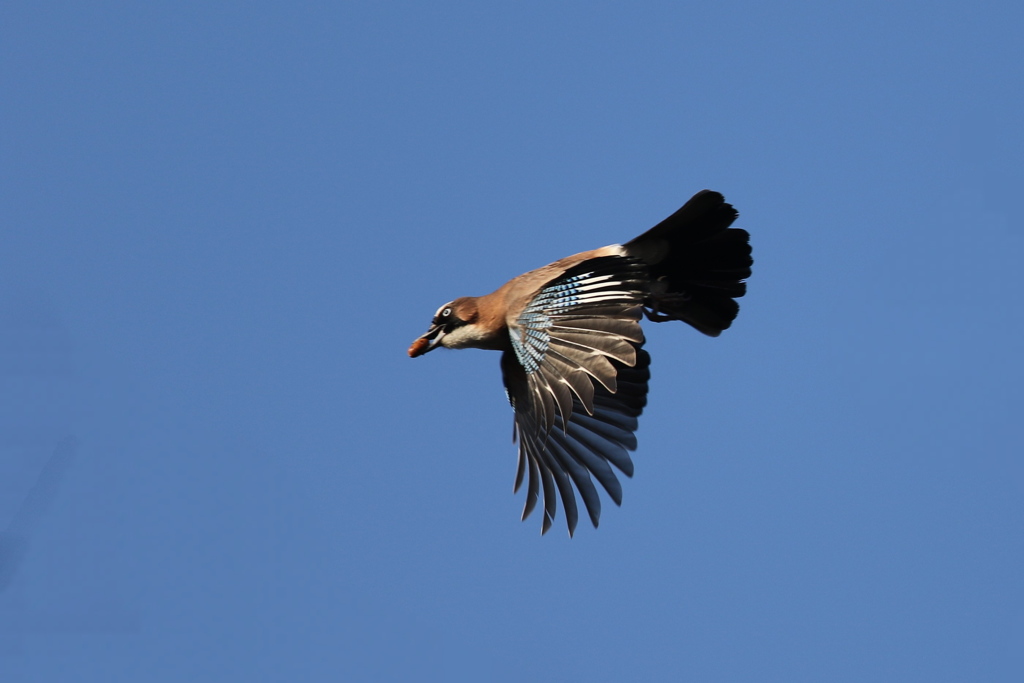 161223-3ドングリをくわえて飛ぶカケス