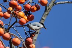 161211-11オナガの食い逃げ（１／３）