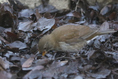170207-3シロハラ♀
