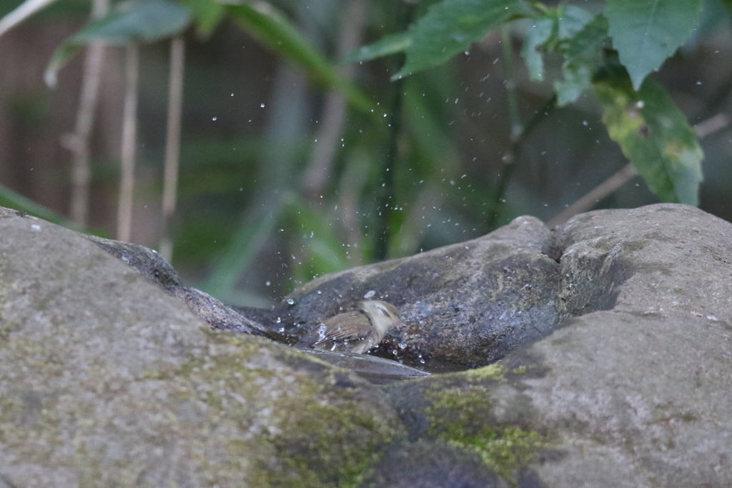 170213-3ウグイスの水浴び