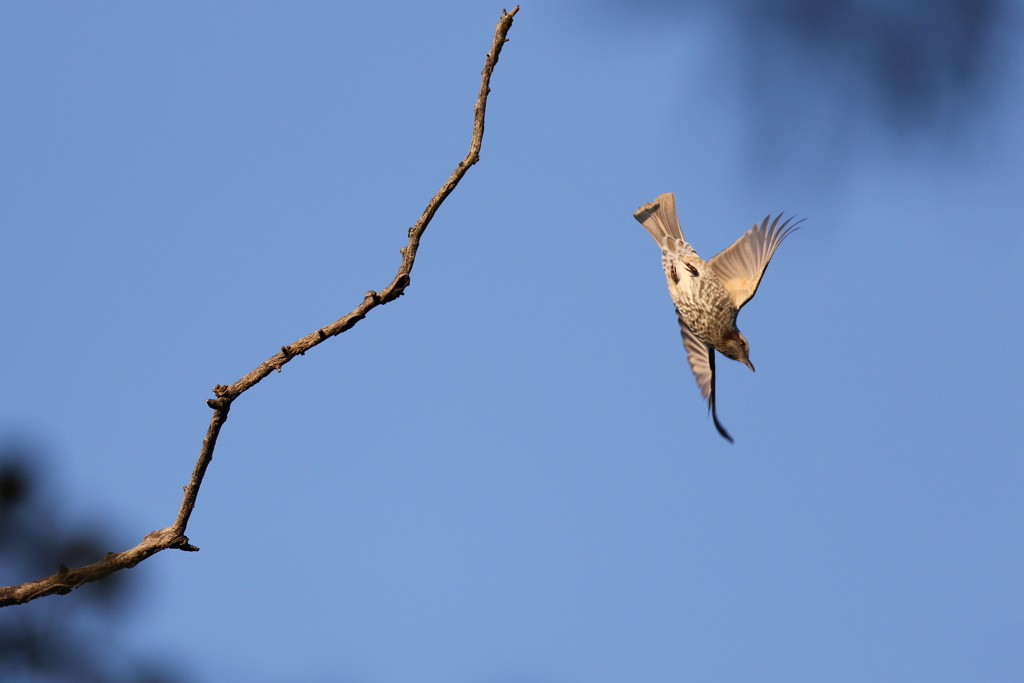 161118-5まっさかかま・ヒヨドリ
