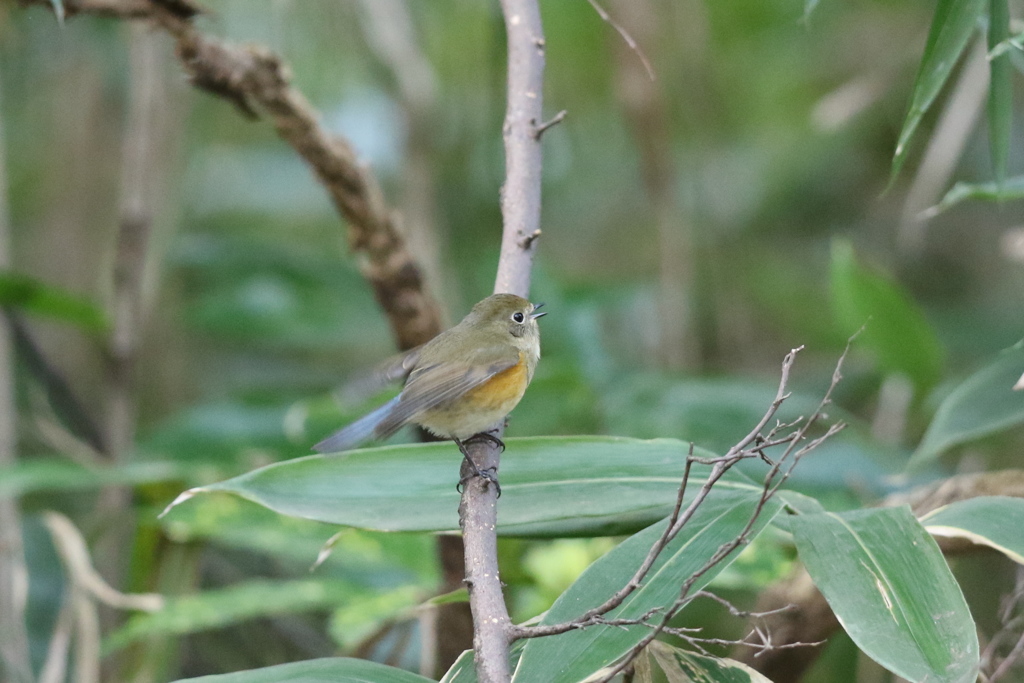 161130-2ルリビタキ♀