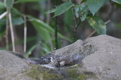 170131-3ウグイスの水浴び