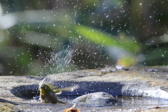 170107-7メジロの水浴び４