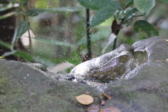 161120-12シジュウカラの水浴び