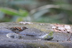 161220-8メジロの水浴びとアトリ(左)