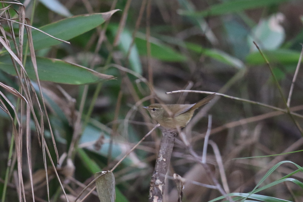 161218-1ウグイス