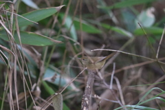 161218-1ウグイス