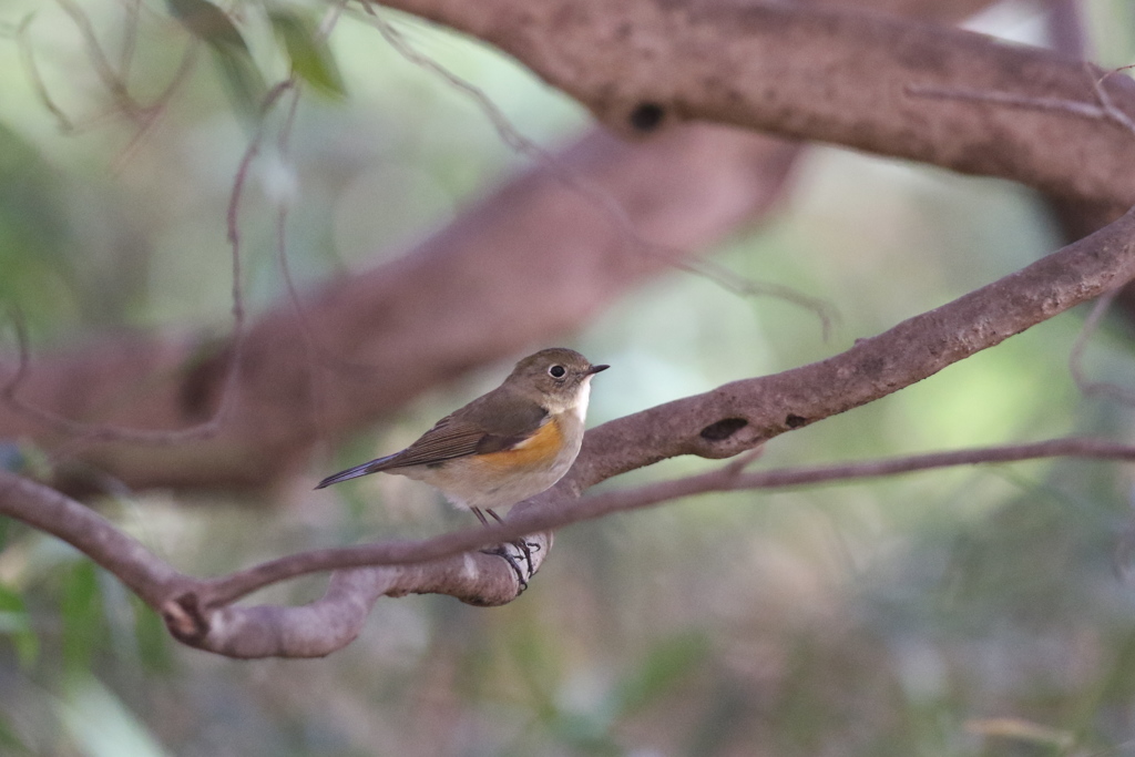 161211-18ルリビタキ