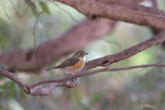 161211-18ルリビタキ