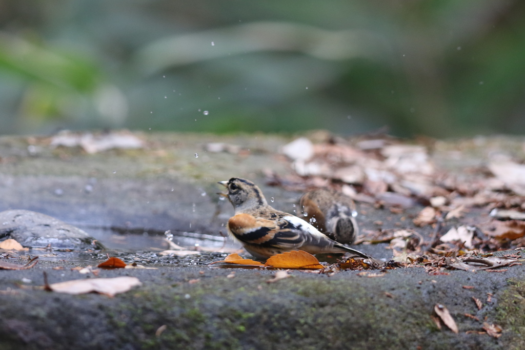 161207-9アトリの水浴び