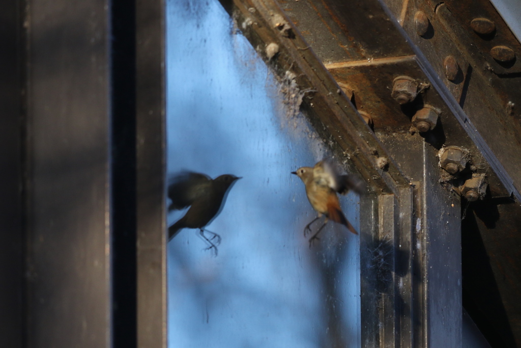 161217-1ガラスの自分を攻撃するお嬢さん・ジョウビタキ