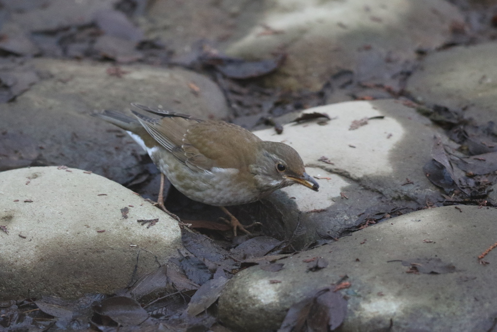 170212-4何かをつまんだシロハラ♀