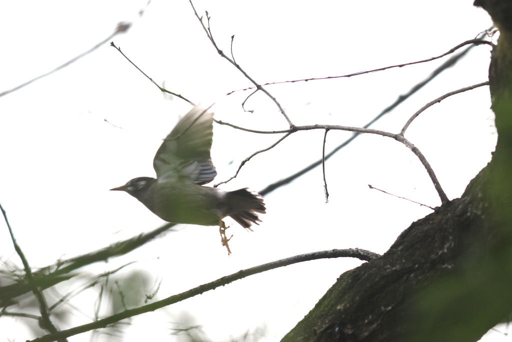 161229-4ムクドリ