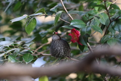 170128-6ツバキの花びらを食べるヒヨドリ（２／２）