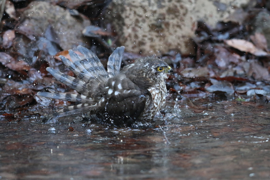 170104-12ツミ♀の水浴び