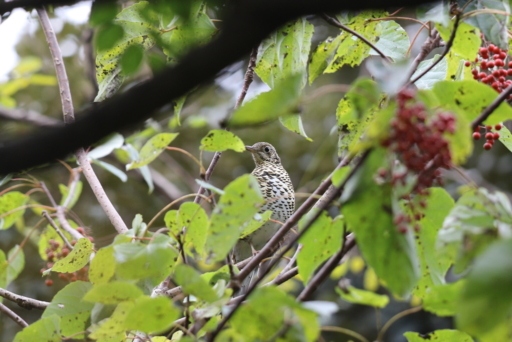 161116-4トラツグミ