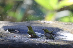 161224-7メジロの水浴び