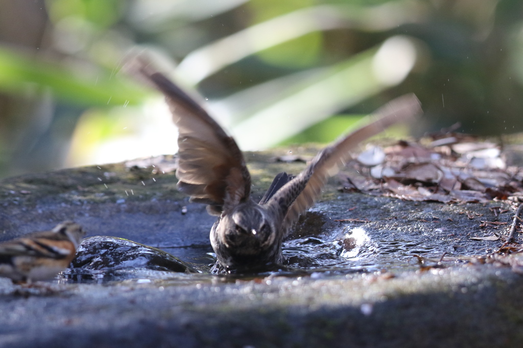 161209-11ツグミの水浴び