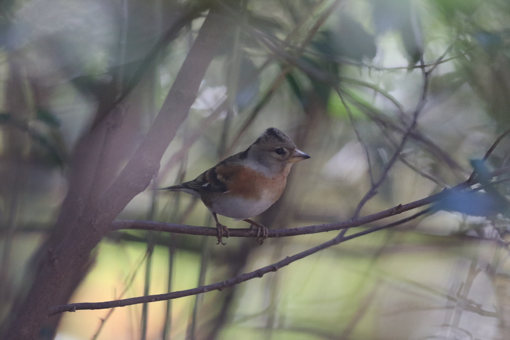 161202-9木陰に潜むアトリ