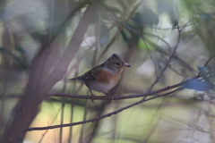 161202-9木陰に潜むアトリ