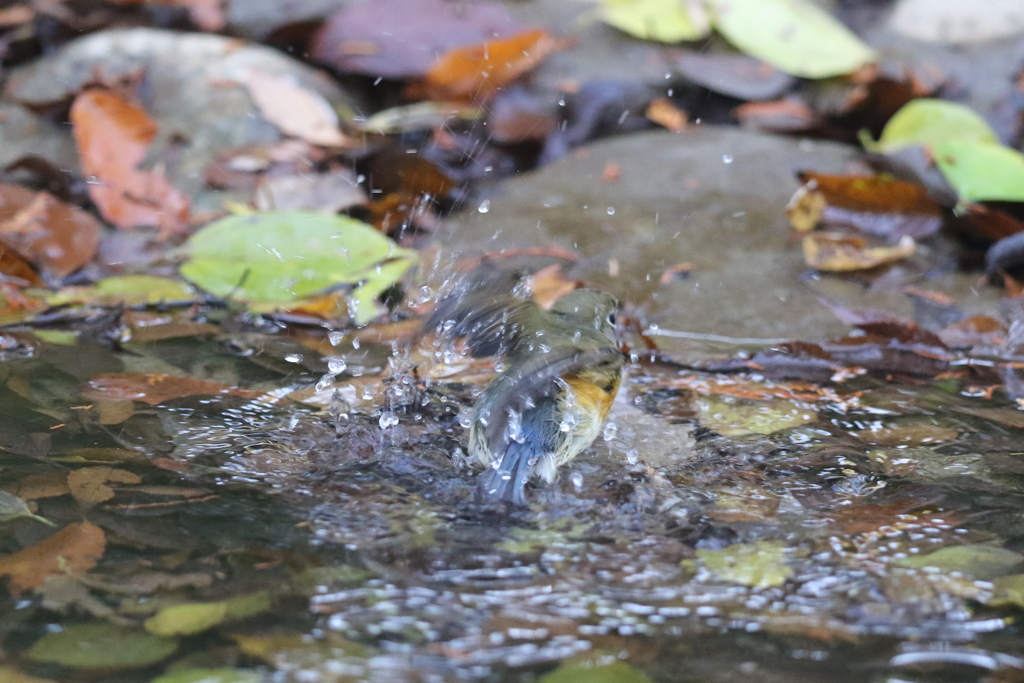 161130-12ルリビタキのお嬢さんのご入浴