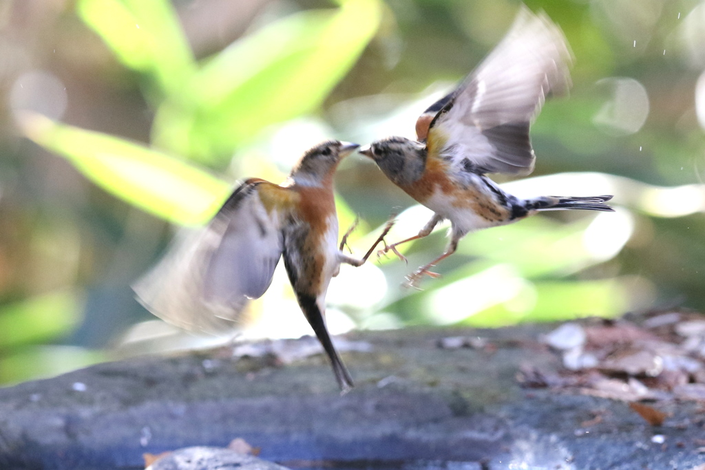 161208-11アトリの喧嘩（３／３）