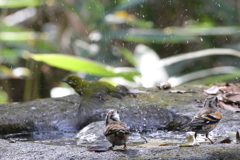 161204-33メジロの水浴び（３／３）