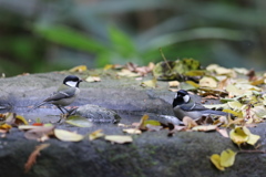 161116-9シジュウカラ