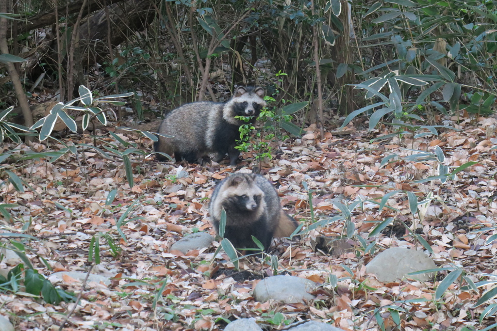 170112-3タヌキ