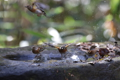 161203-31アトリの公衆浴場